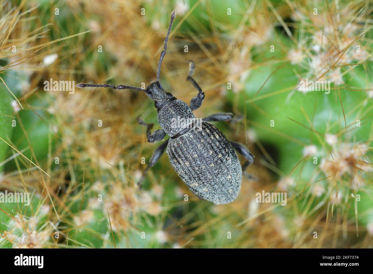 Beetle of Otiorhynchus, sometimes Otiorrhynchus on a cactus. Many of them e.i. black vine weevil (O. sulcatus) or strawberry root weevil (O. ovatus. Stock Photo