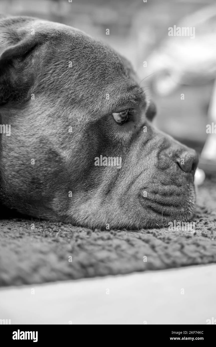 Cane corso black Black and White Stock Photos & Images Alamy