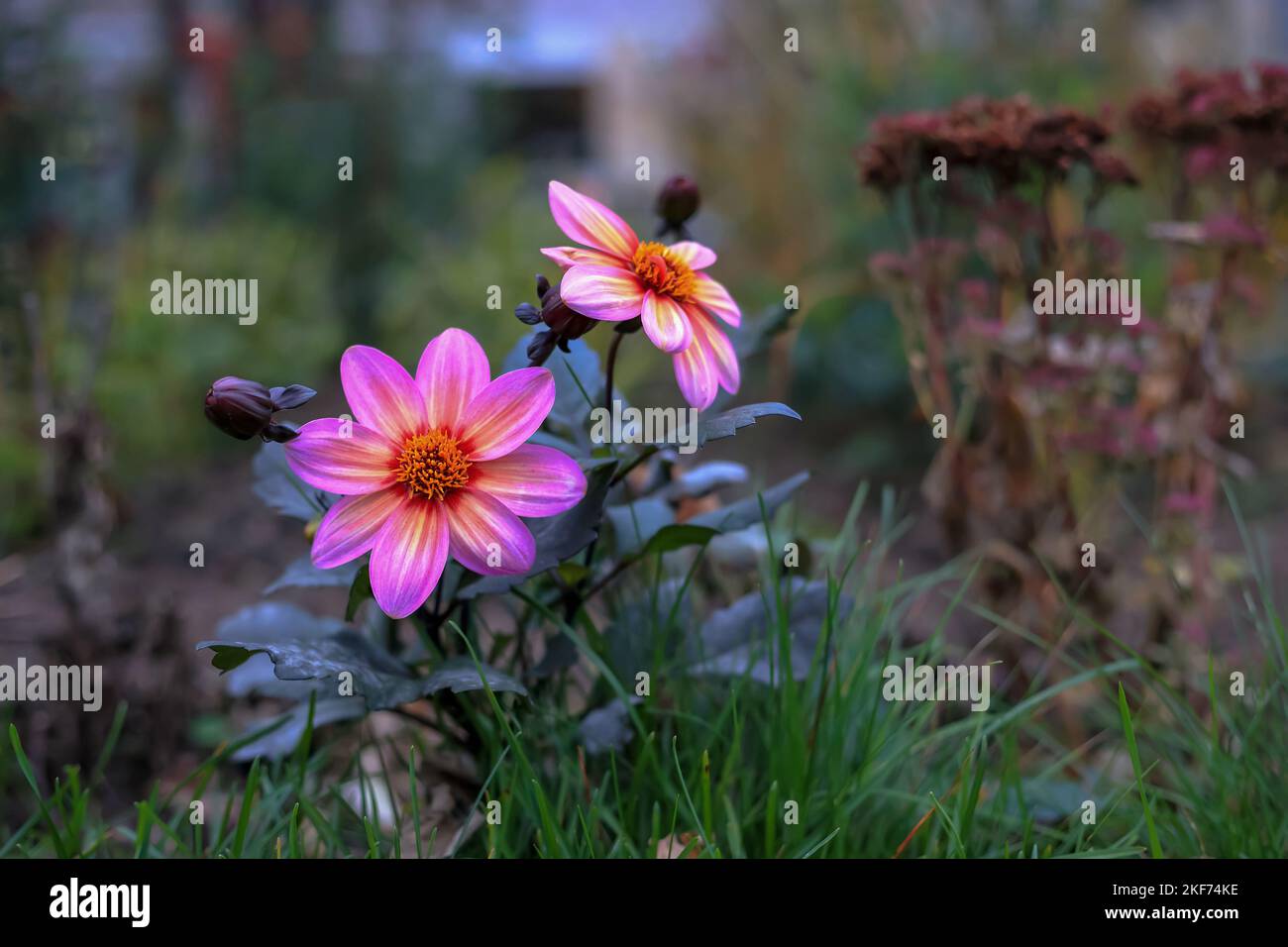 Purple flowers growing on a lawn in Gdynia, Poland Stock Photo Alamy