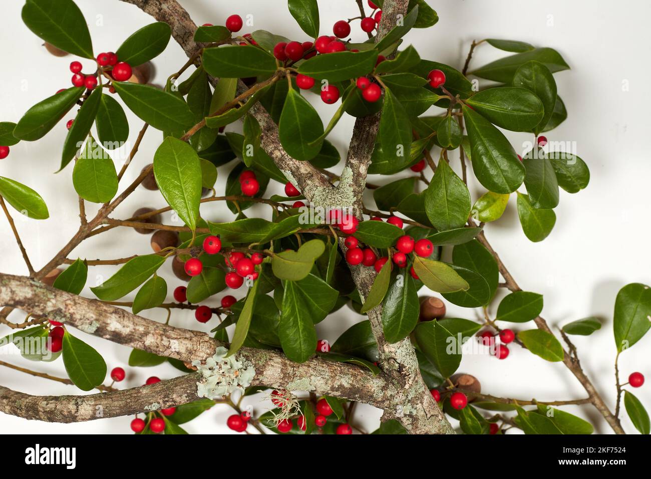 Hawthorn Tree branches with Oak branch and Acorns would make a good table decoration for Thanksgiving dinner! Stock Photo