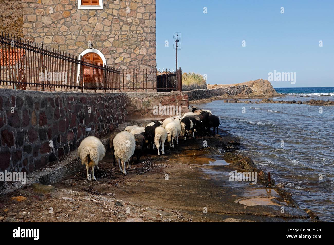 A small flock of sheep wending their way along a narrow path by the sea to the hills beyond Anaxos beach. October 2022. Autumn. Stock Photo