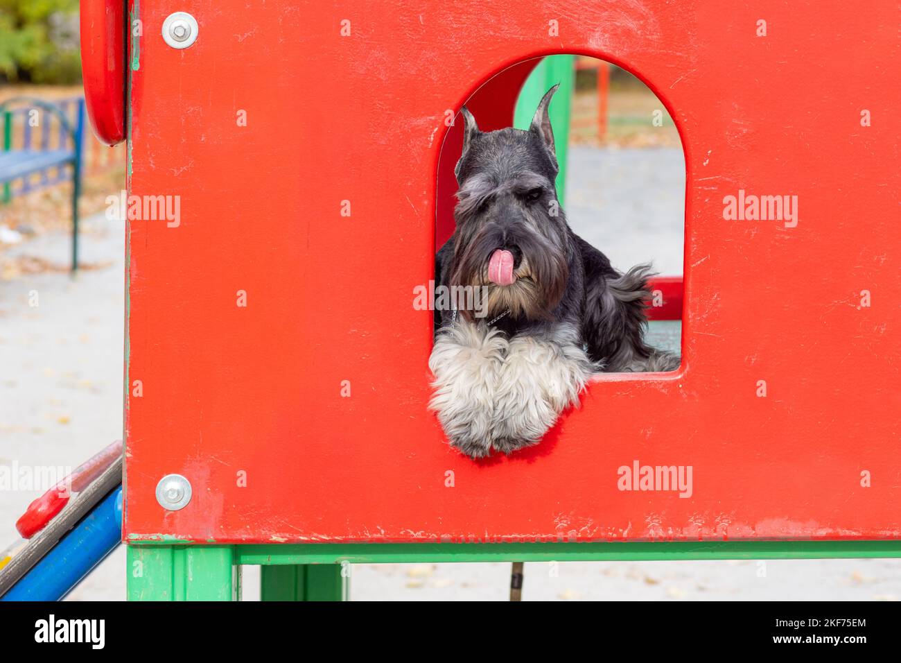 A cute puppy is lying in a red house on the street. The puppy misses the owner. Funny bearded miniature Schnauzer puppy on a bright playground. Traini Stock Photo