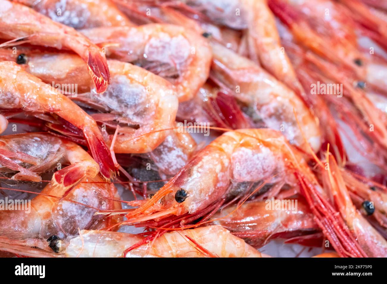 Fresh live spot prawn Stock Photo Alamy