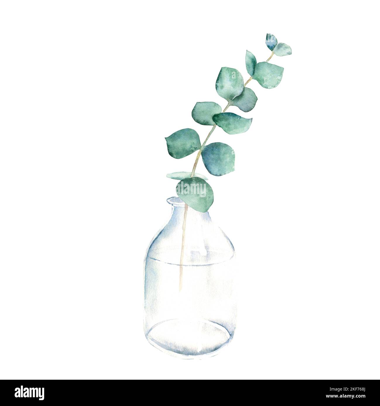 Eucalyptus branch in vase, bottle, jar. True blue. Watercolor hand