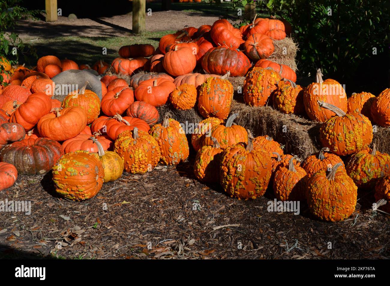 Knucklehead squash hi-res stock photography and images - Alamy