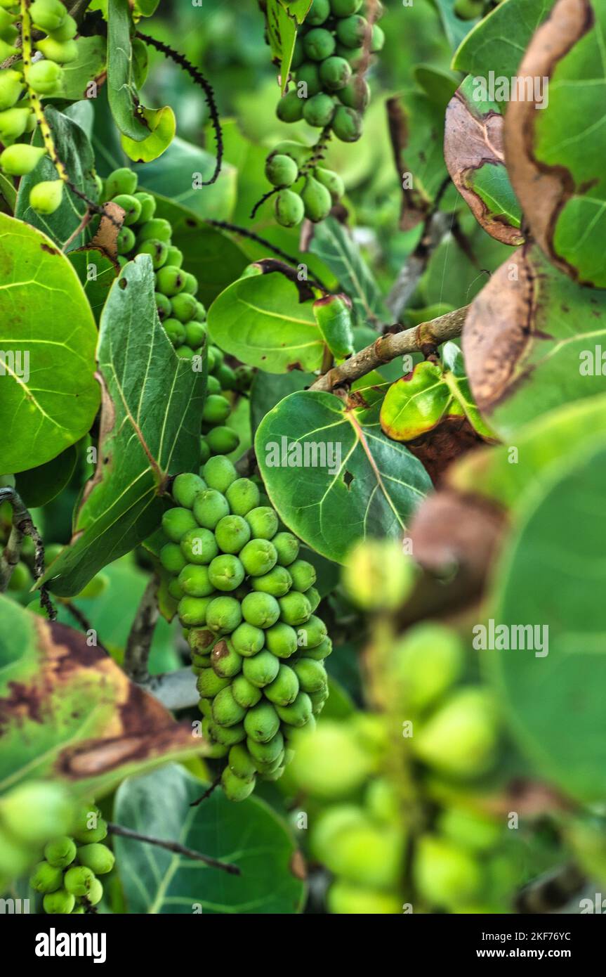 Rich green beach grapes with beautiful greens and nice looking glossy leaves. Stock Photo