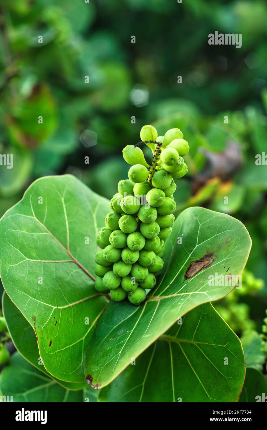 Rich green beach grapes with beautiful greens and nice looking glossy leaves. Stock Photo