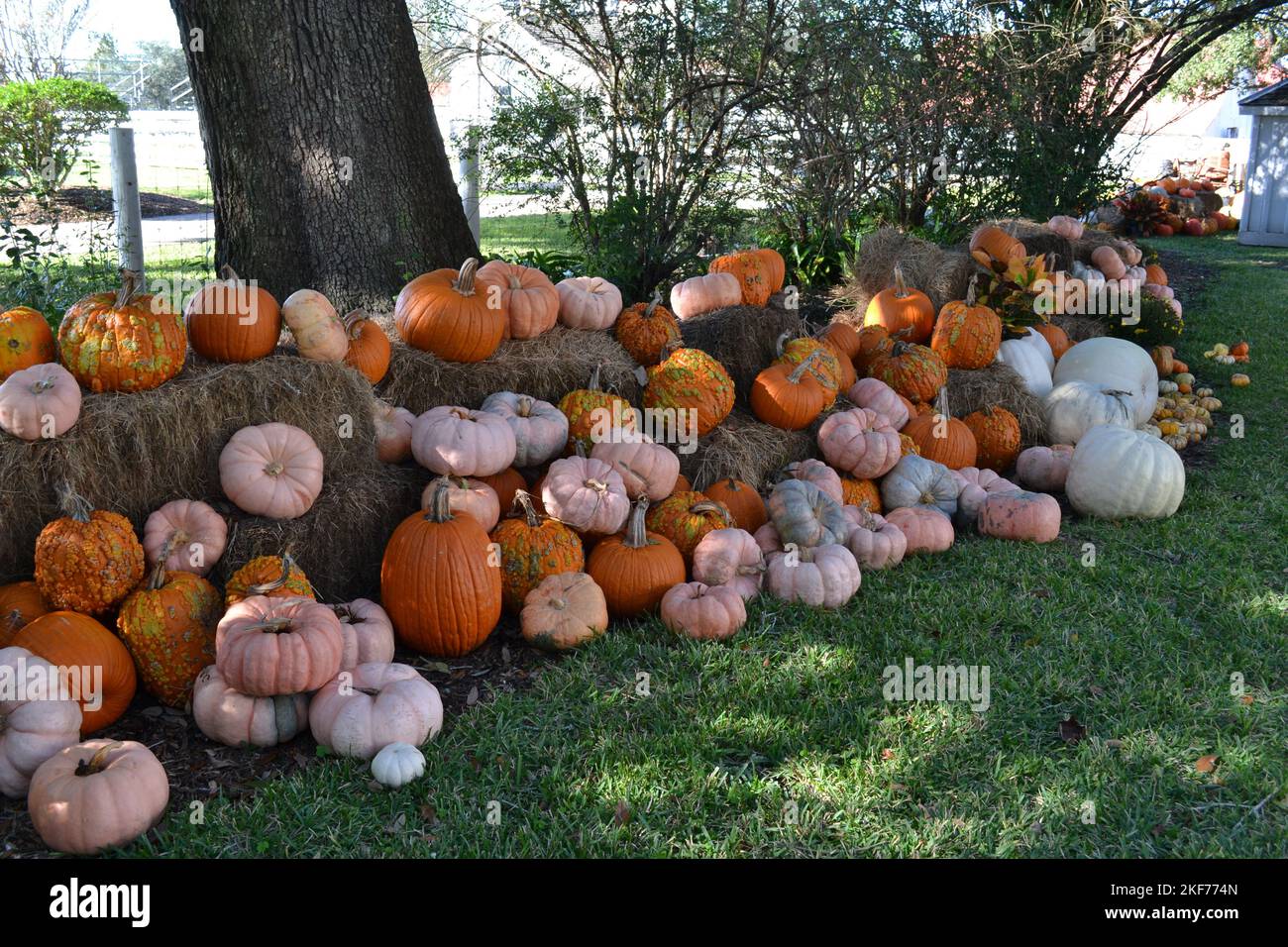 Beautiful autumn garden pumpkins hi-res stock photography and images ...