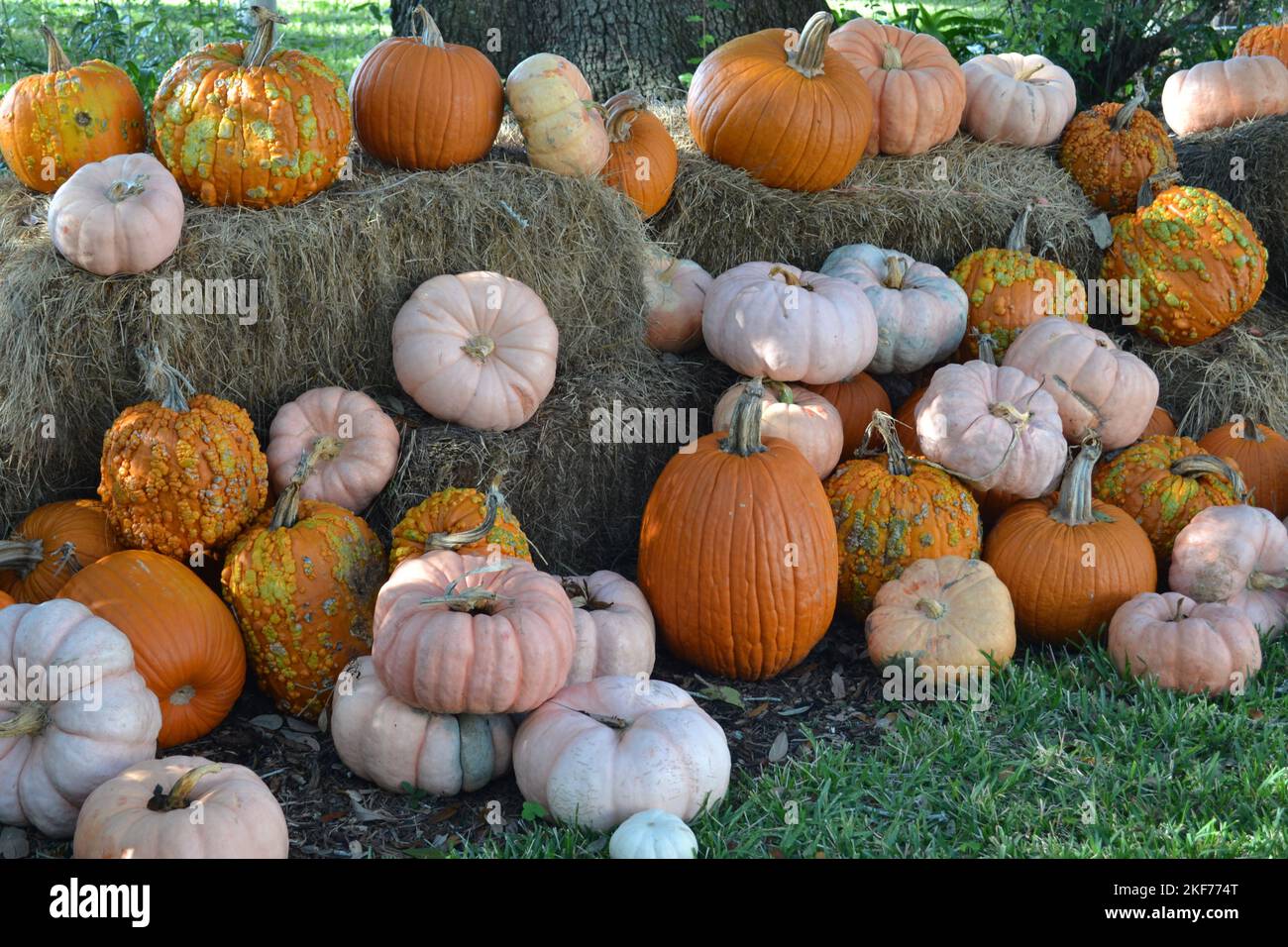 Plenty of mini varietes pumpkins on haystacks in the pretty garden ...