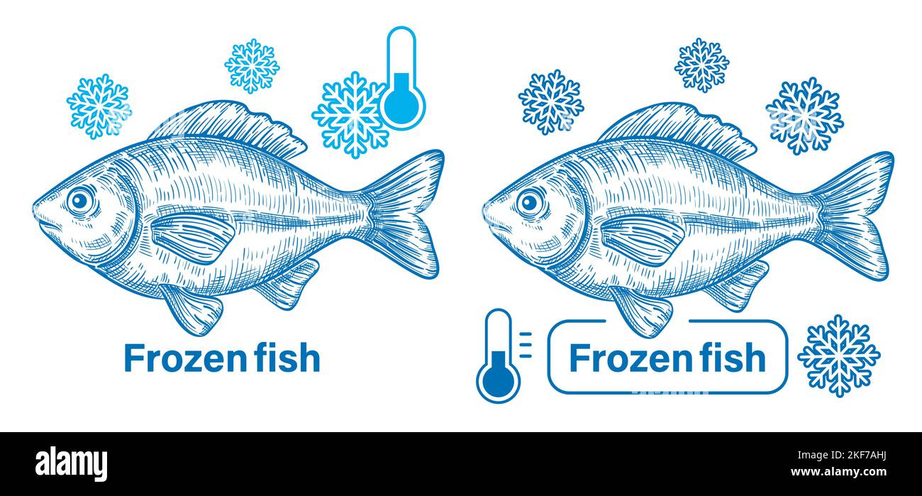 Fresh frozen fish, freezing seafood in ice, cold water carp in refrigerator. Cooling river animal meat at frost temperature. Sea food vector drawing Stock Vector