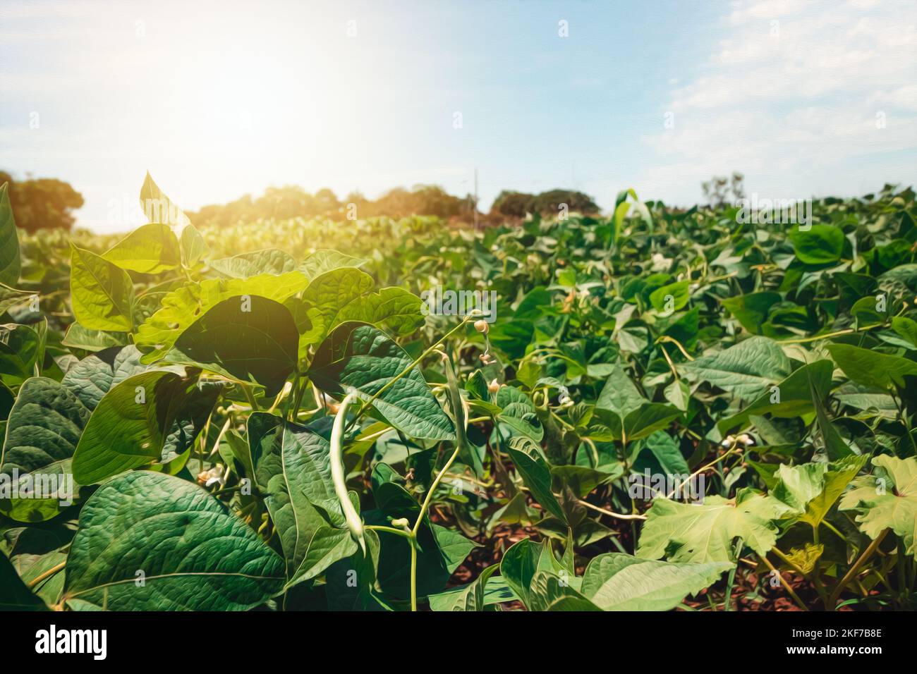 Soy beans brazil hi-res stock photography and images - Alamy