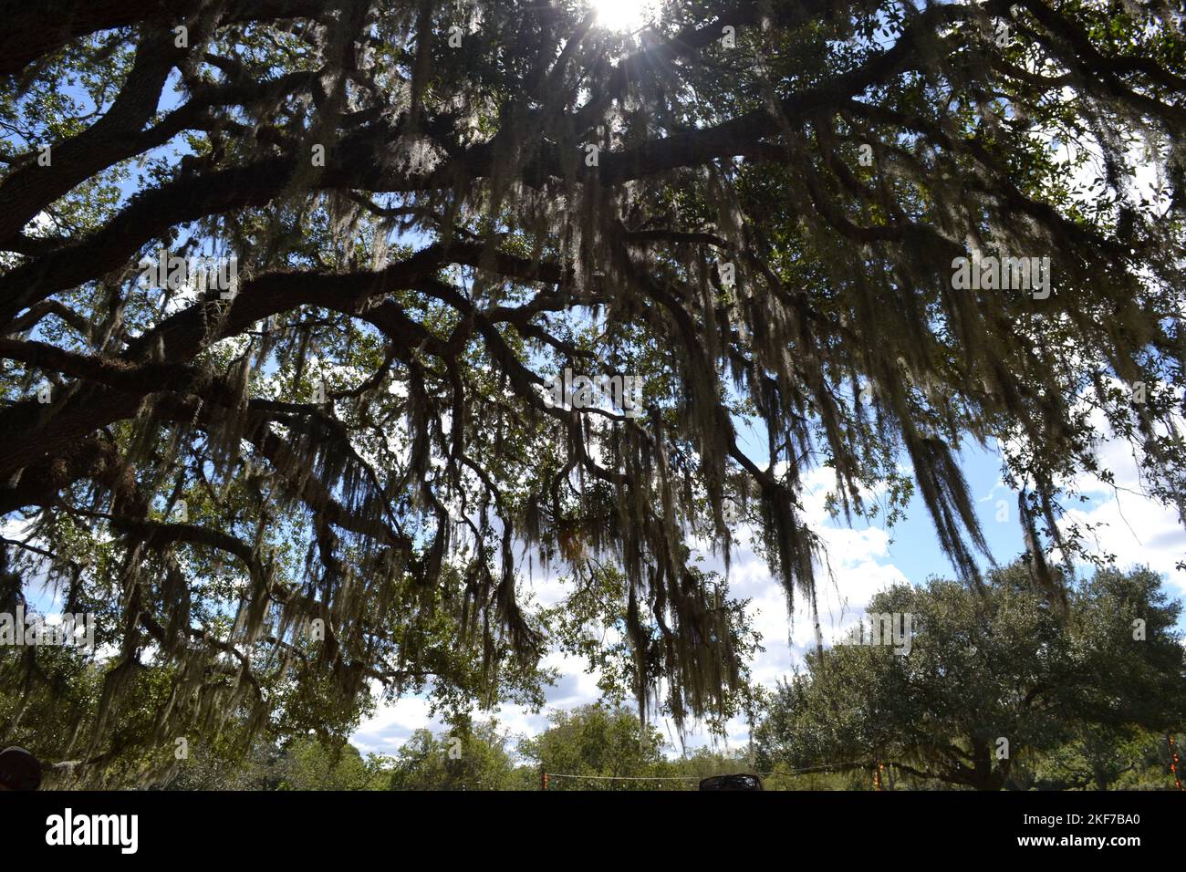 Spreading branches of a tree full of Spanish moss at the plantation somewhere in South Texas, West Columbia Stock Photo