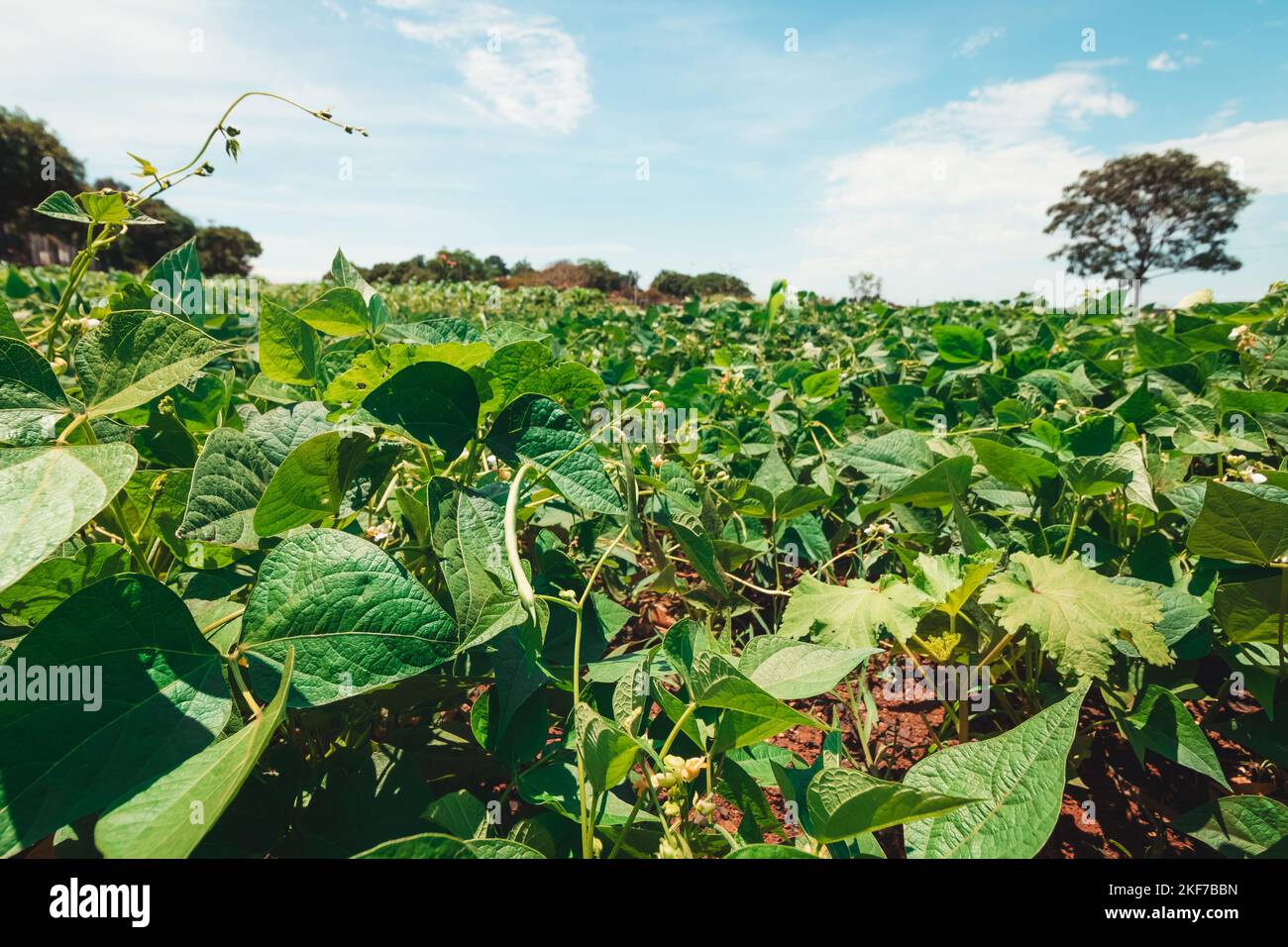 Soy Green Beans Plantation Farm on Spring Sunny Day Next a Highway in