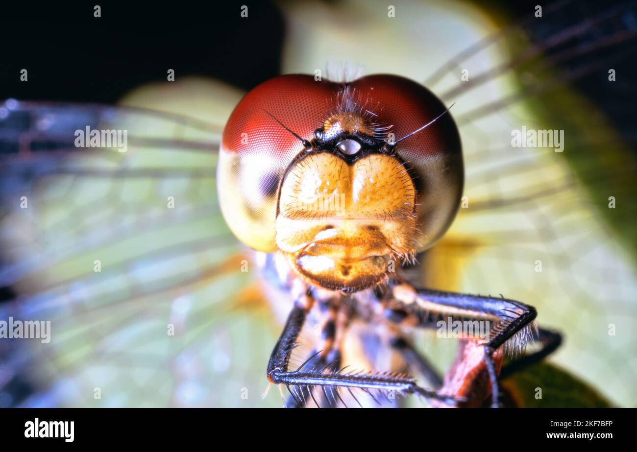 Capsule of head and faceted or compound eyes (ommatidium) of dragonfly