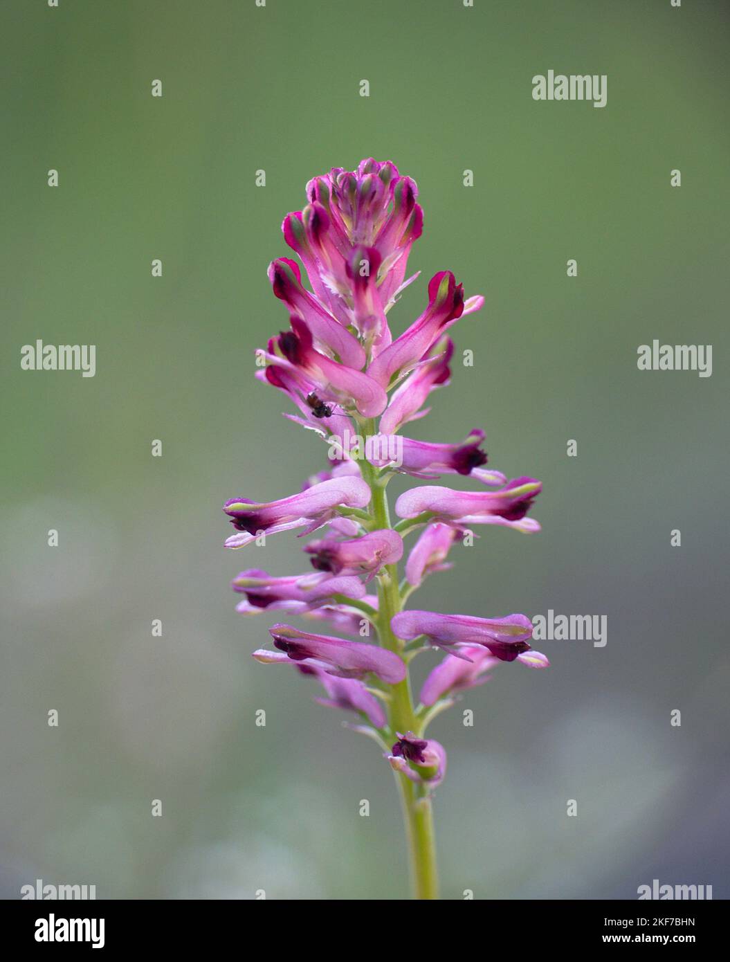 Pink bloom of Fumaria officinalis L.. Used in infusion as a diuretic and laxative. Stock Photo