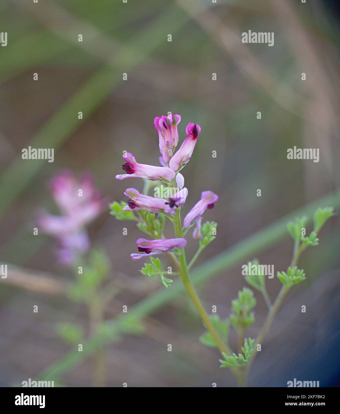 Small flowers of Fumaria officinalis L., Commonly called Blood of Christ. Pink flowers. Stock Photo