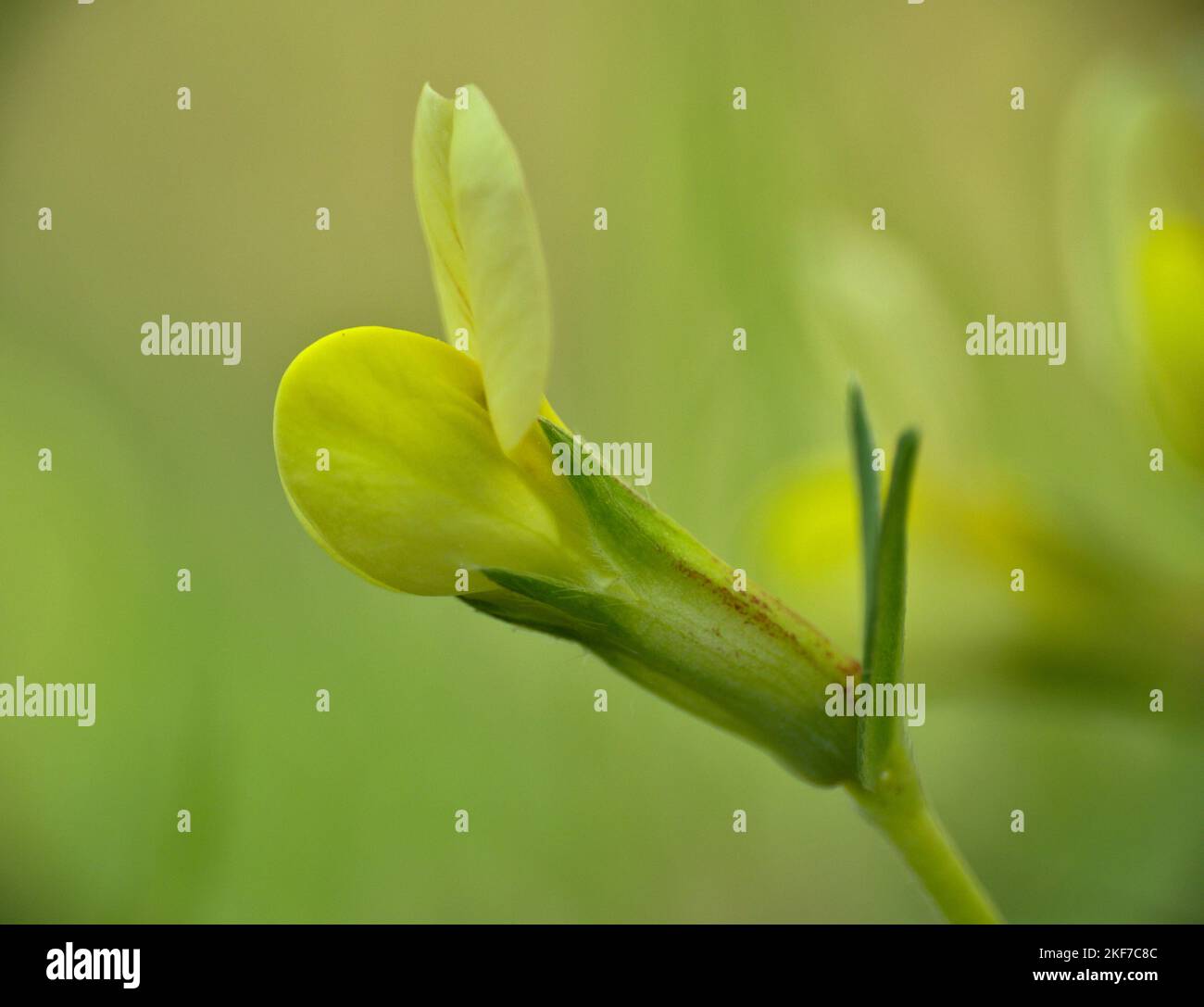 Macro detail of Tetragonolobus Scop flower. Lotus maritimus yellow flower. Stock Photo