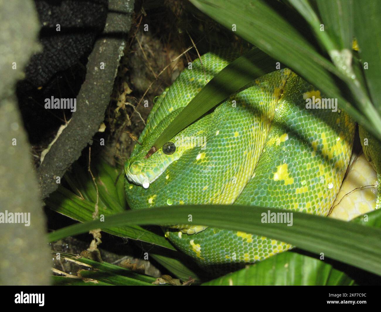 Python among leaves hi-res stock photography and images - Alamy
