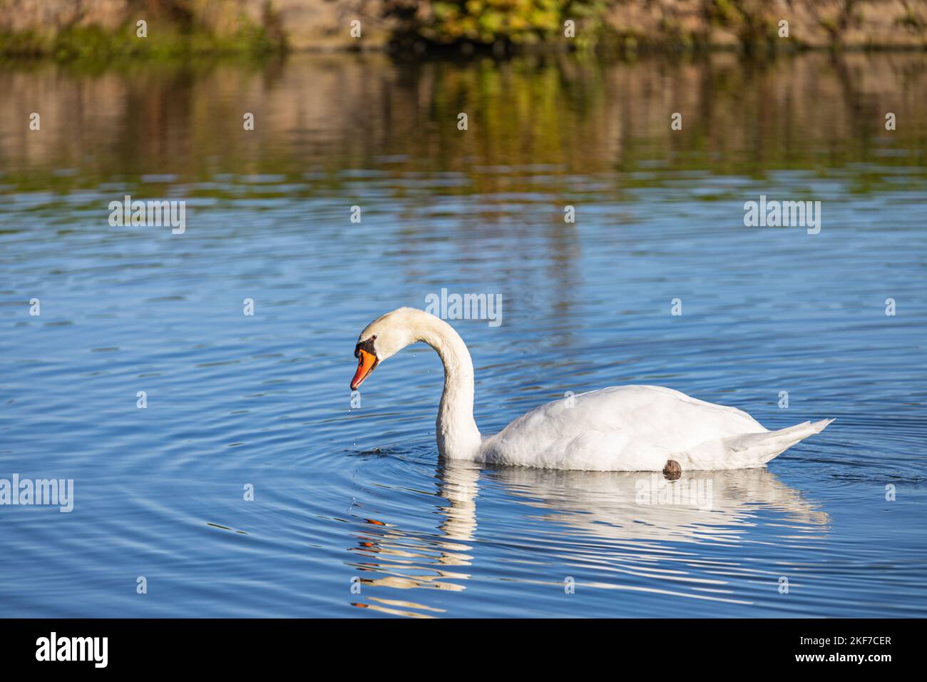 A white swan swimming in the pond Stock Photo - Alamy