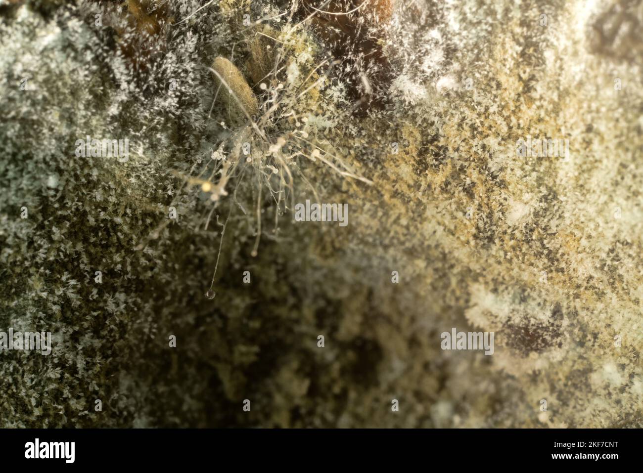 Fruit mold. Ultra Macro Stock Photo Alamy