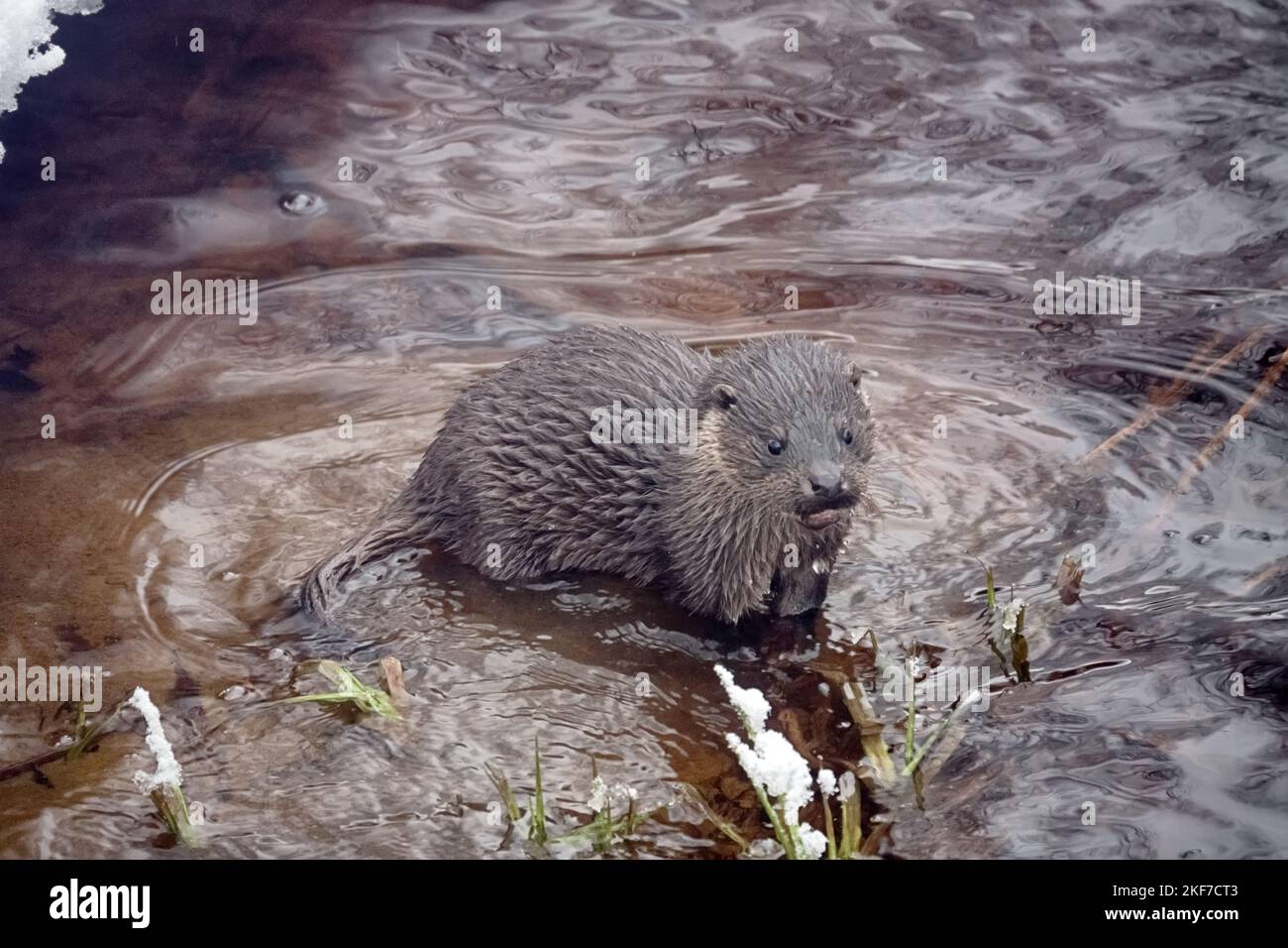 Young otter (Lufra vulgaris) on freezing northern river. In winter, otters leave their father's territory (age 5-6 months). Animal is in state of sear Stock Photo