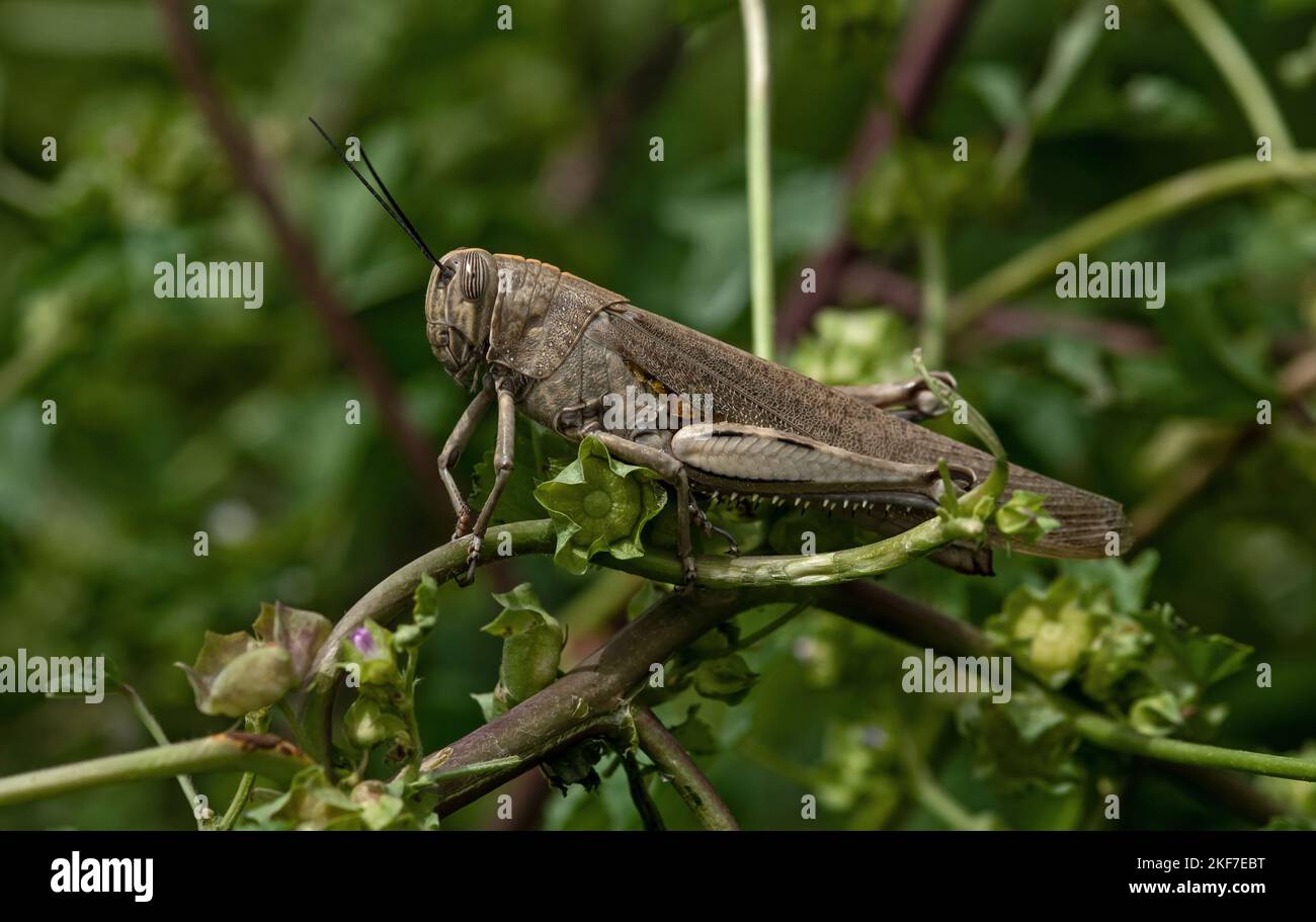 A macro image of a desert locust photographed in Cyprus Stock Photo