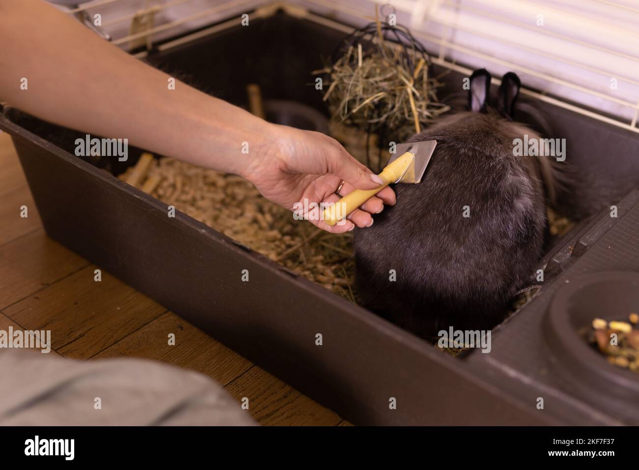 Grooming undercoat of bunny rabbit close up. Combing out rabbit fur
