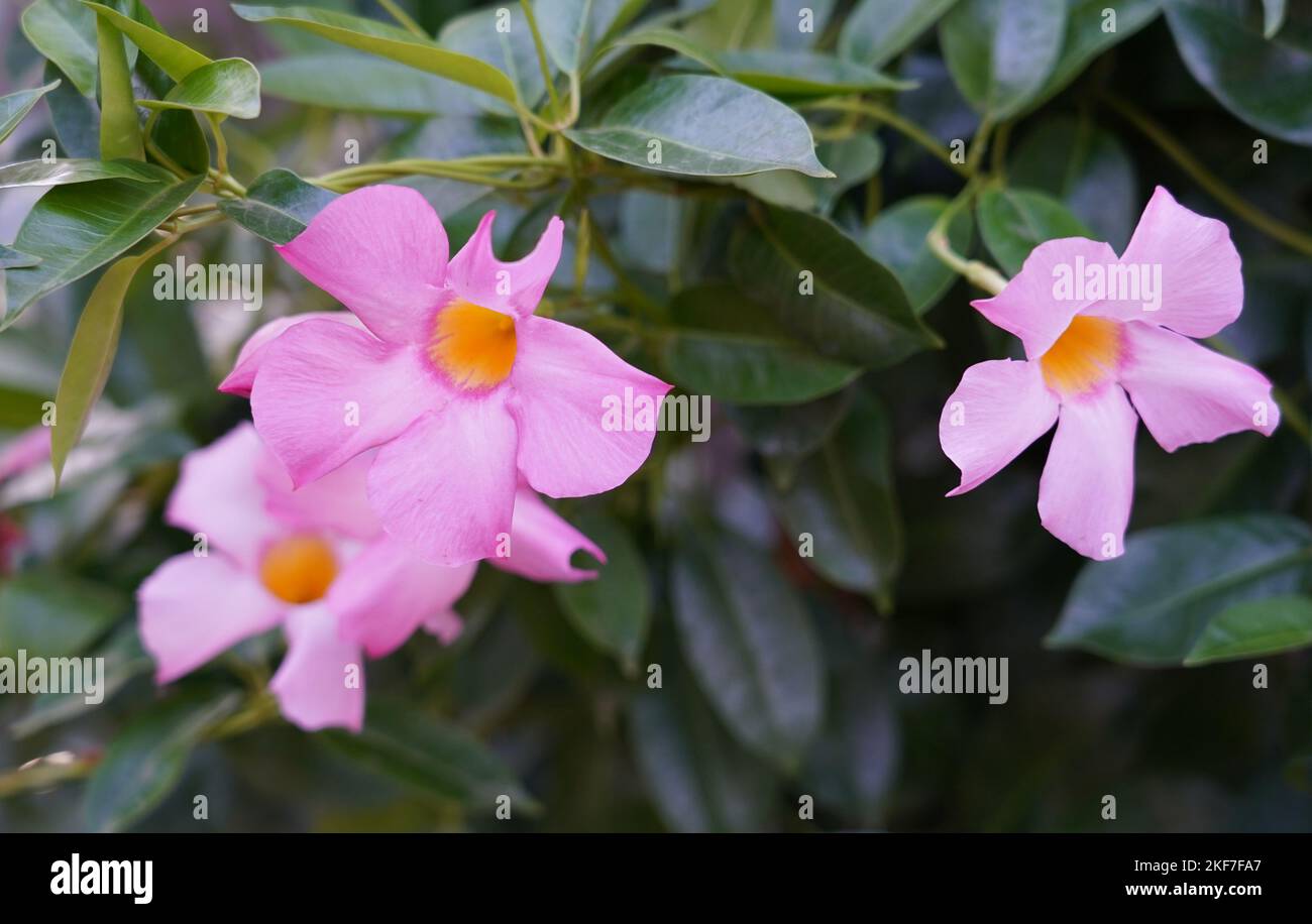 A closeup of pink rocktrumpets against green background Stock Photo