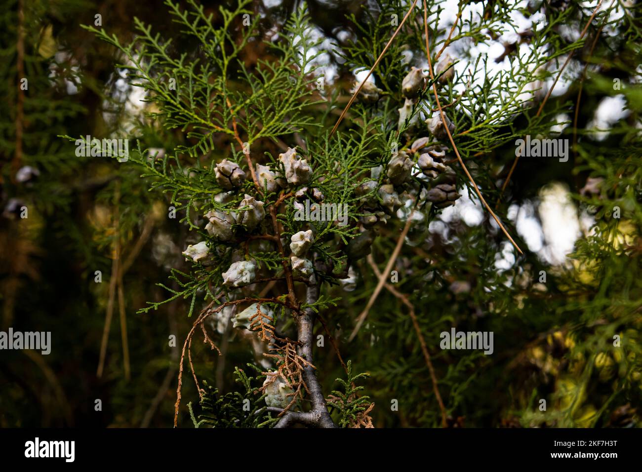 Arizona cypress - Cupressus  arizonica Stock Photo