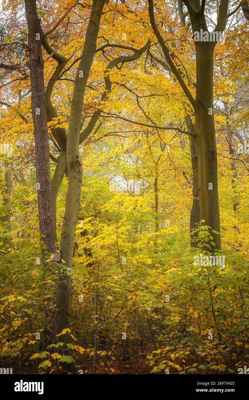Dark tree trunks and golden leaves in an autumn forest, copy space, selected focus Stock Photo