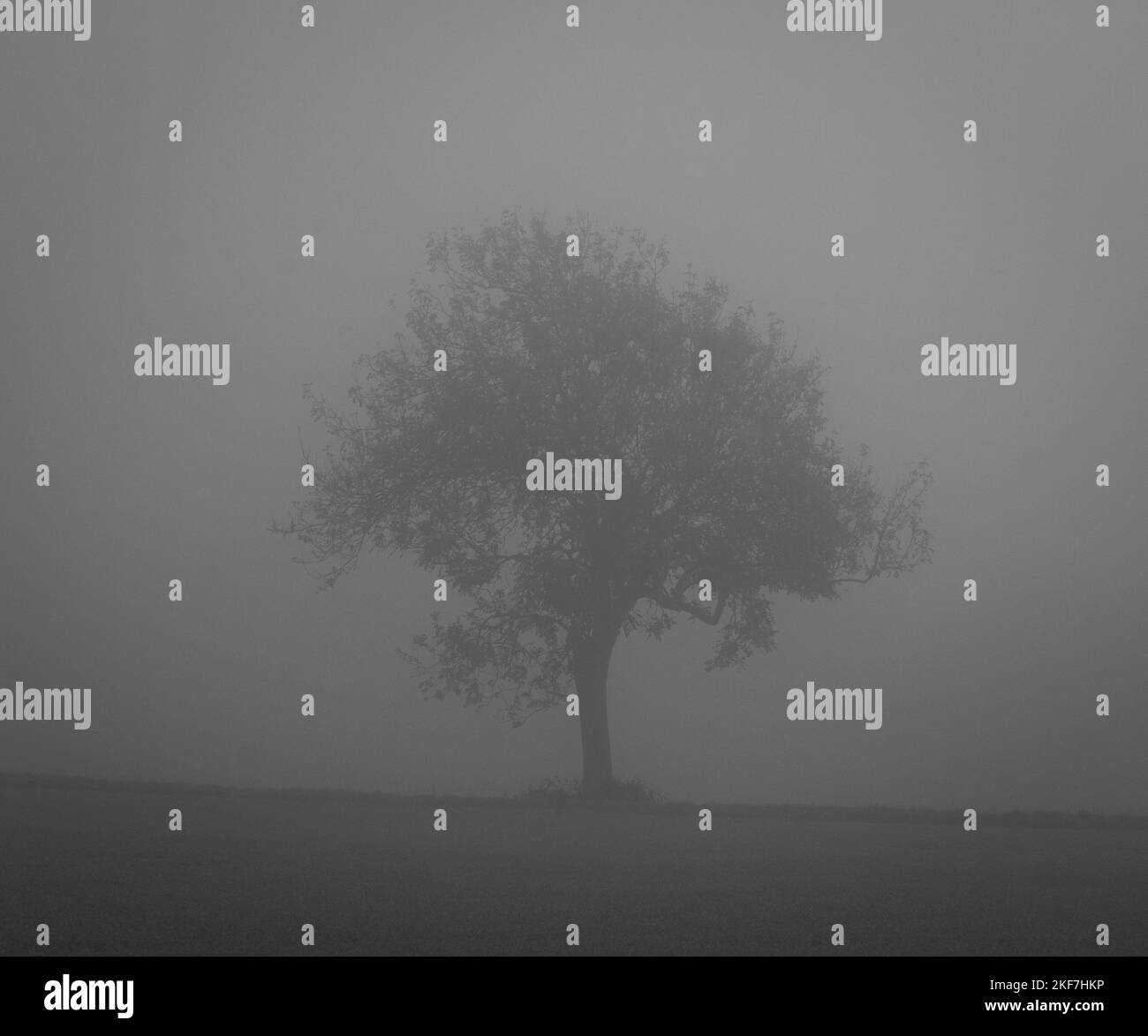 black and white picture of a tree on a foggy day Stock Photo - Alamy