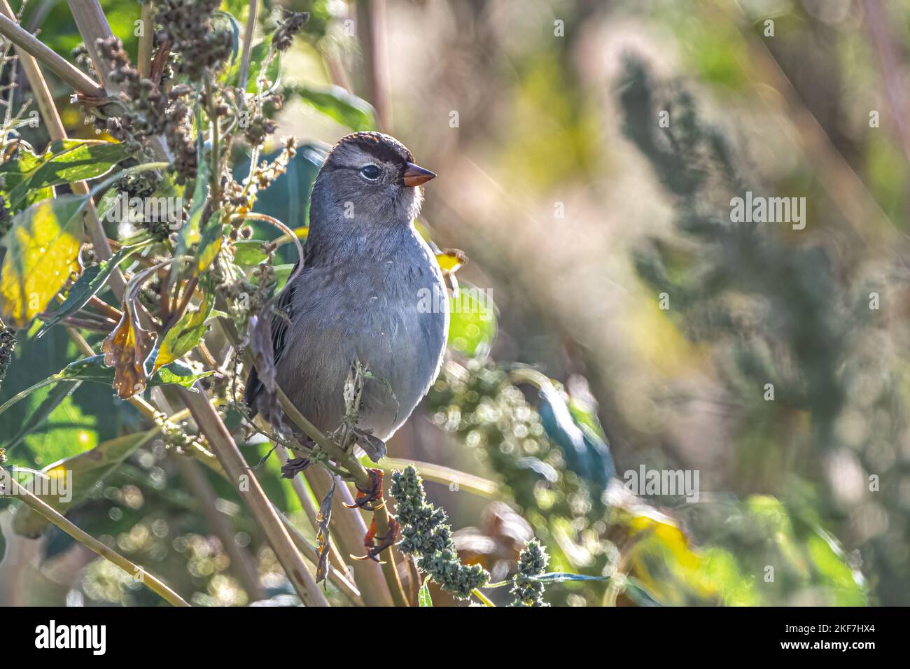 White-crowned Sparrow (Zonotrichia leucophrys) in Fall Stock Photo
