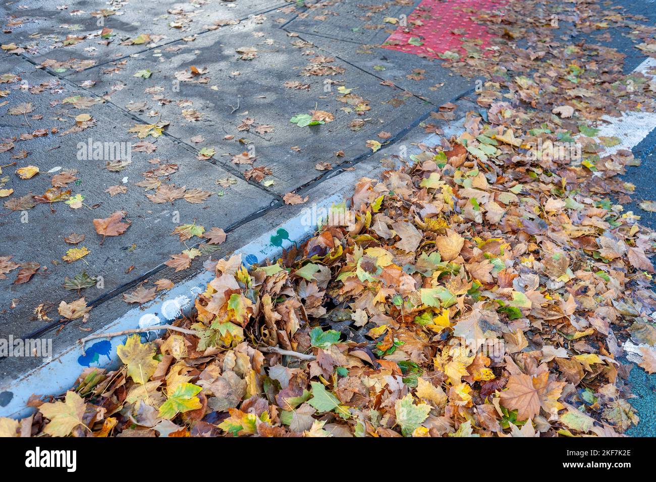 Autumn leaves litter the streets after the remains of Hurricane Nicole passes through New York in Chelsea, on Saturday, November 12, 2022. The city is making an effort to clean catch basins and storm drains to prevent localized flooding. (© Richard B. Levine) Stock Photo