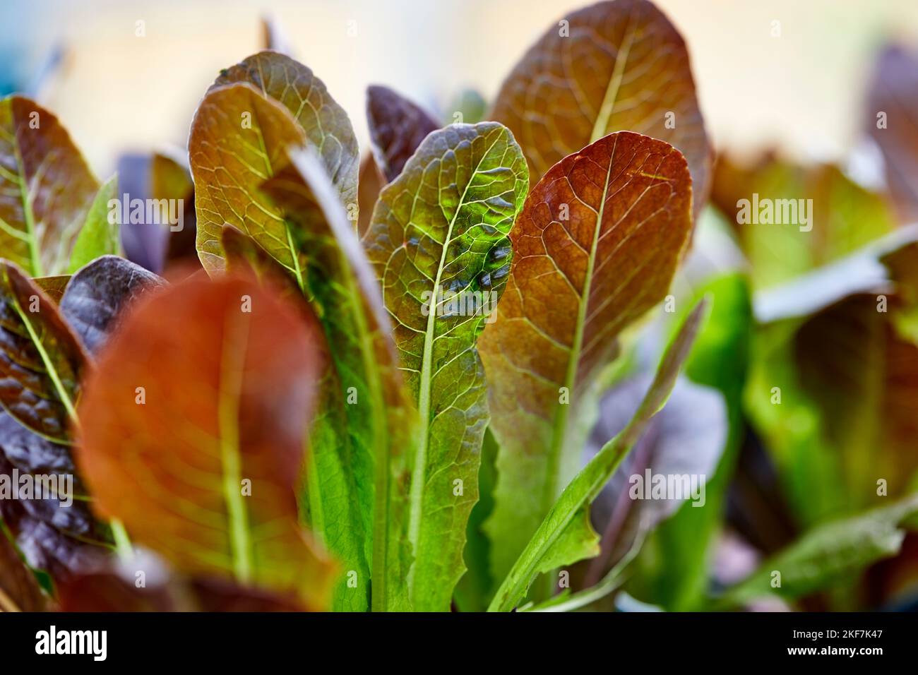 Fresh organic red romaine lettuce growing outdoors in an herb garden with shallow depth of field Stock Photo