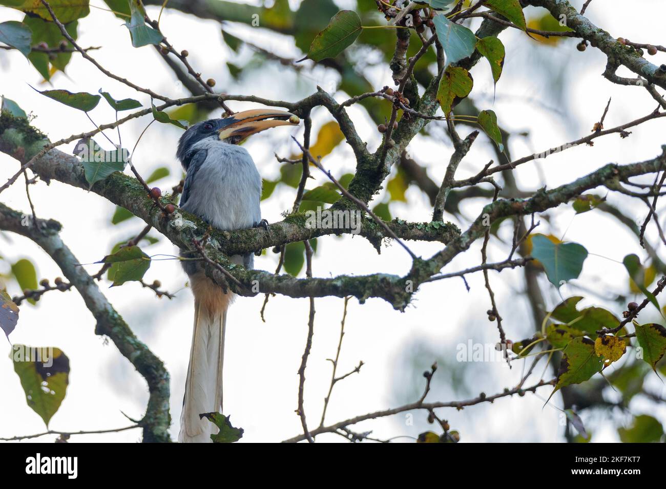 Sri Lanka grey hornbill or Ocyceros gingalensis Stock Photo