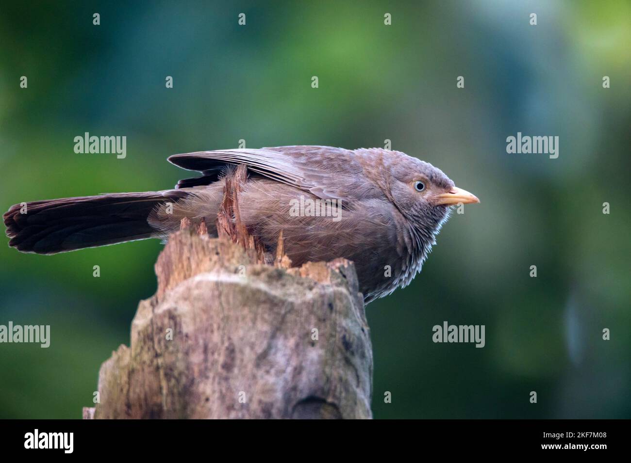 Yellow-billed babbler or Argya affinis perches on a tree Stock Photo