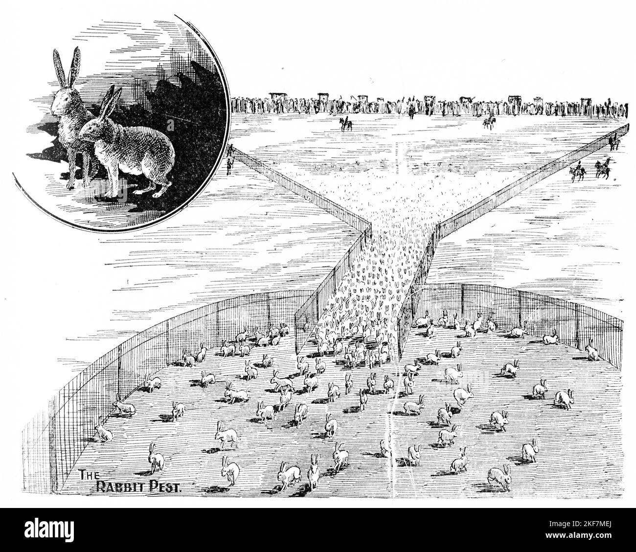 A team of horsemen push a multitude of rabbits into a holding area ...