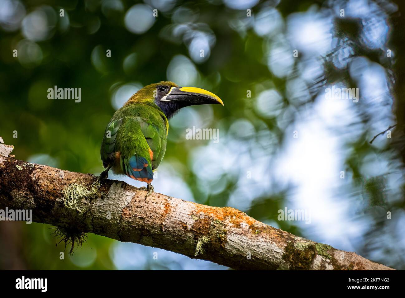 Northern Emerald-Toucanet or Blue-throated toucanet perched image taken in Panama Stock Photo