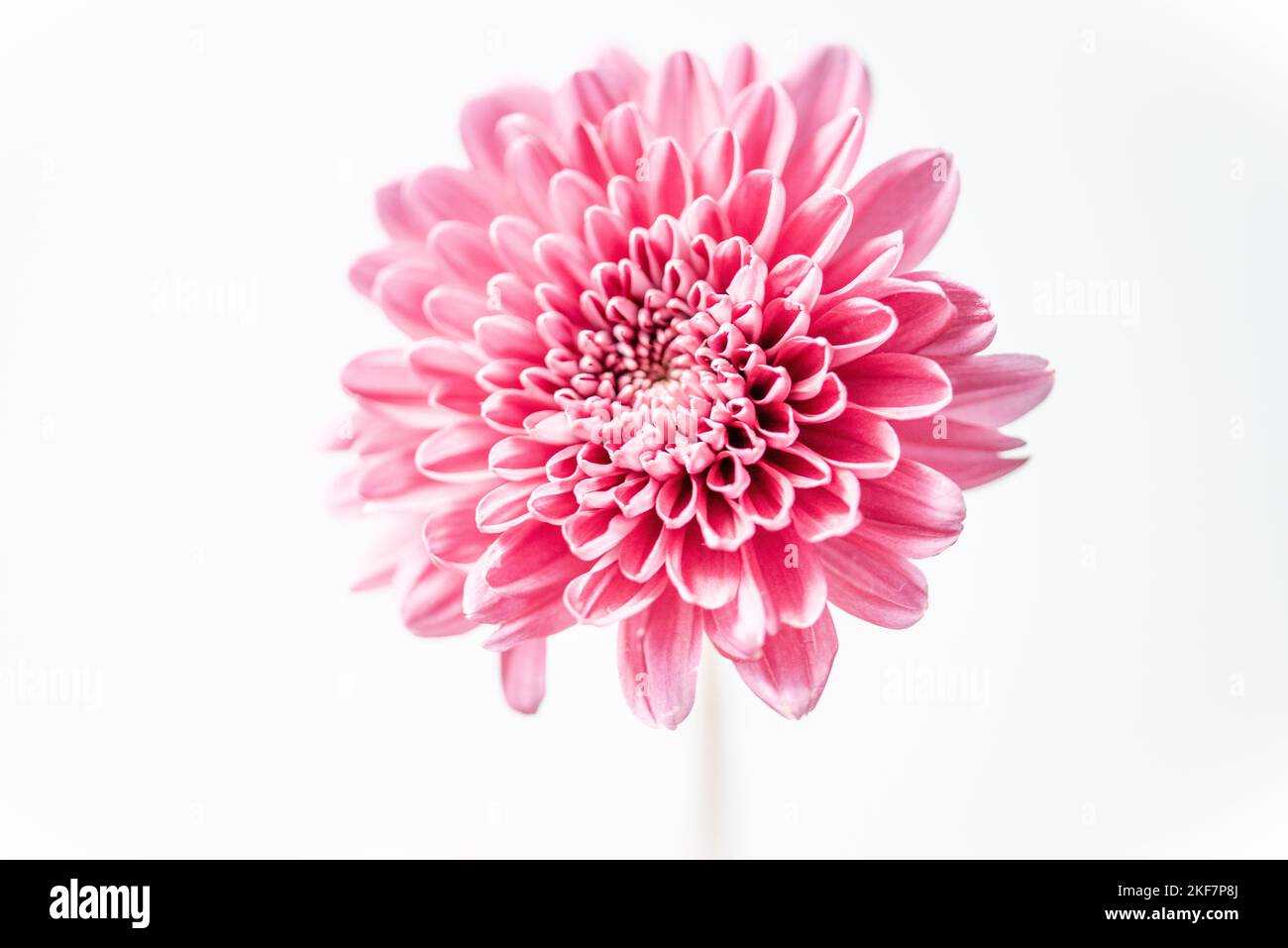 Pink Dahlia in front of a white studio background Stock Photo - Alamy