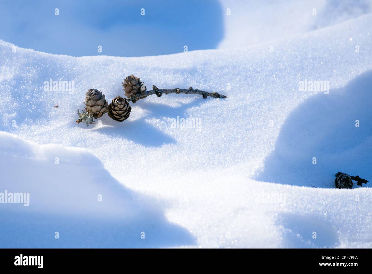 Close up of pine cones on a fresh snow Stock Photo