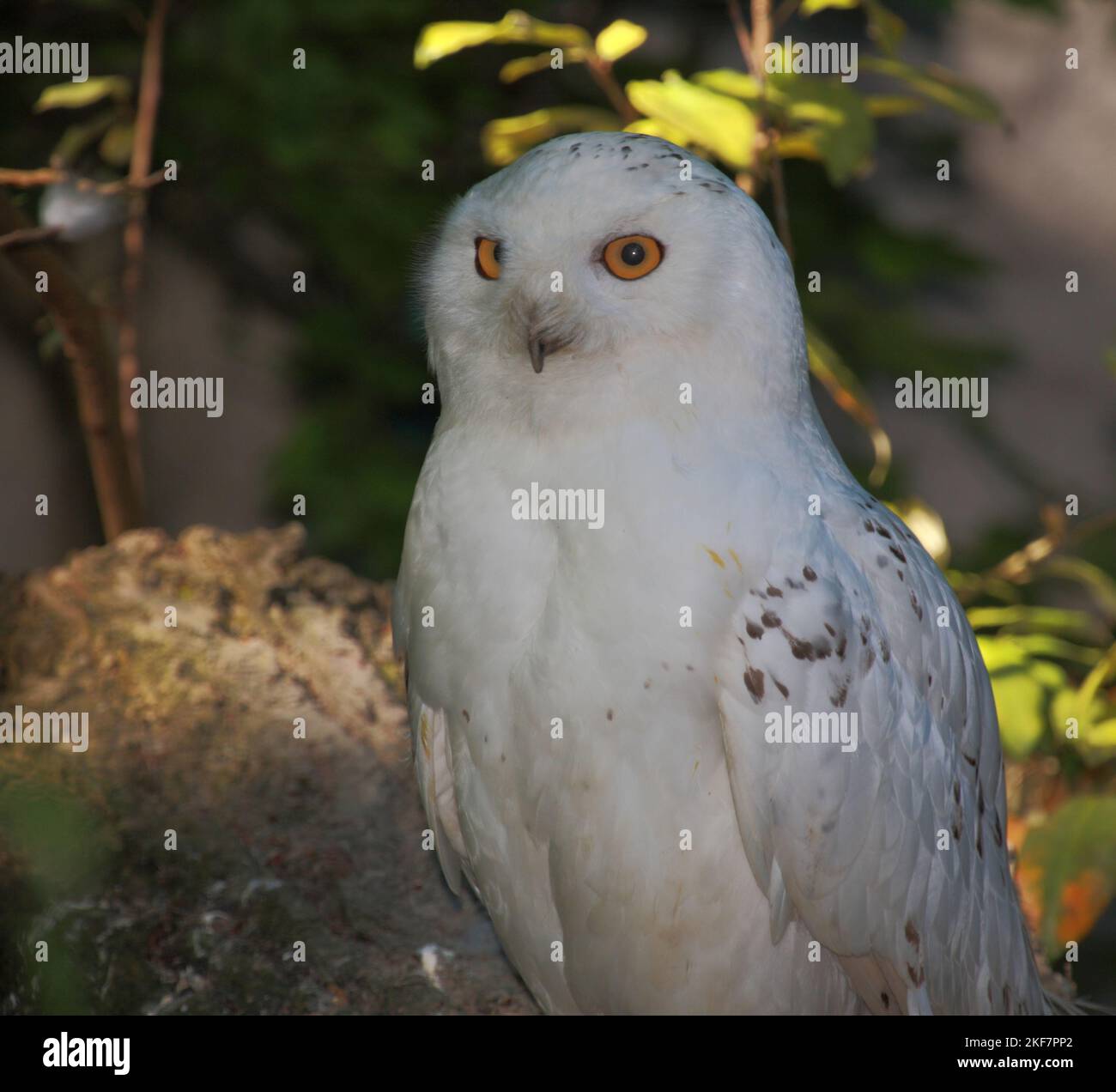 Schnee-Eule / Snowy owl / Bubo scandiacus Stock Photo - Alamy