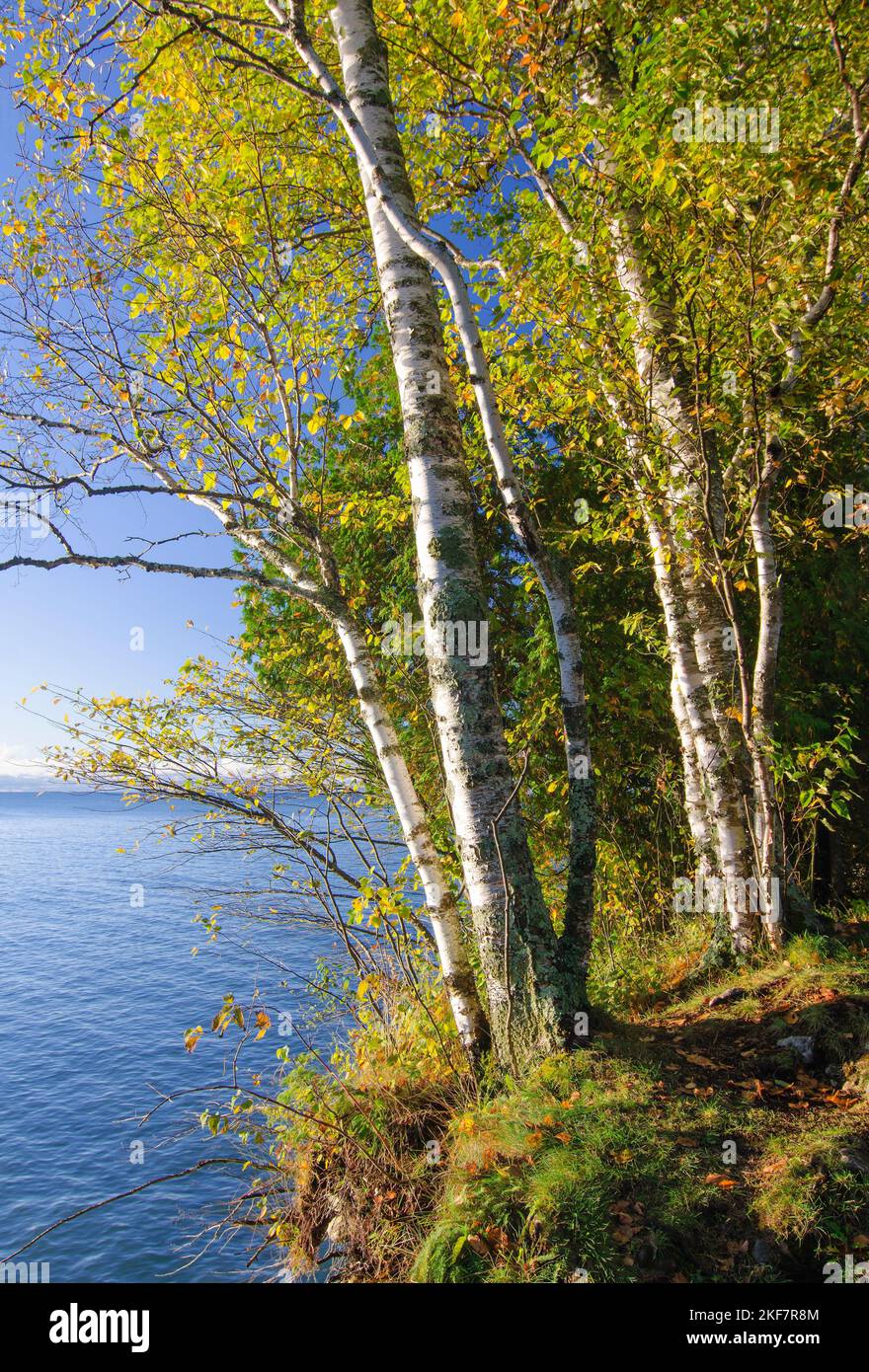 A couple Paper Birch trees cling to the edge of a bluuf above Lake