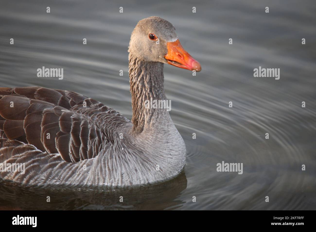 Graugans / Greylag goose / Anser anser Stock Photo