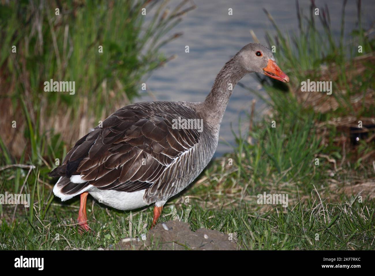 Graugans / Greylag goose / Anser anser Stock Photo