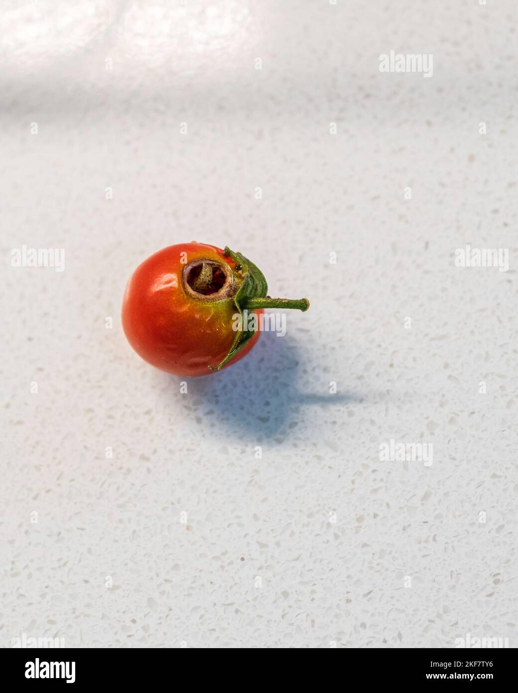 A small caterpillar eating inside out of a tomato. Kansas, USA Stock Photo