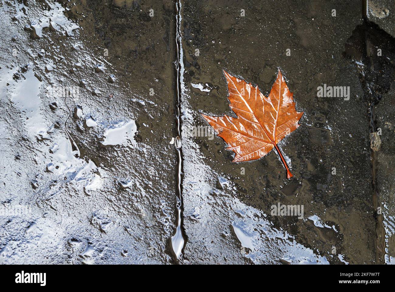 Autumn leaf on wet asphalt Stock Photo