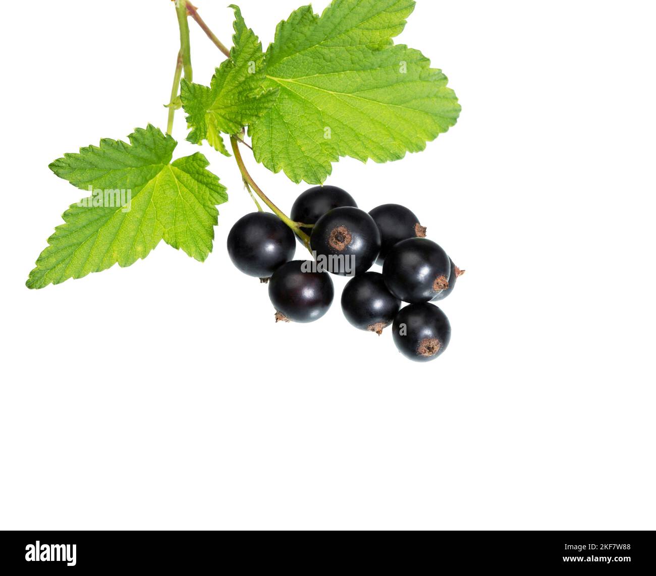 Currant branch. Black currant with leaves isolated on white. Stock Photo