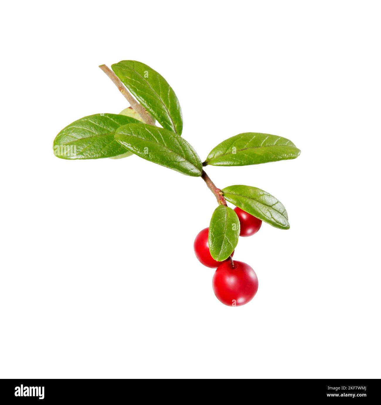 Cowberry branch with green leaves and red berries (Vaccinium vitis-idaea, lingonberry, mountain cranberry). Forest cowberries. Wild berry cowberry. Re Stock Photo