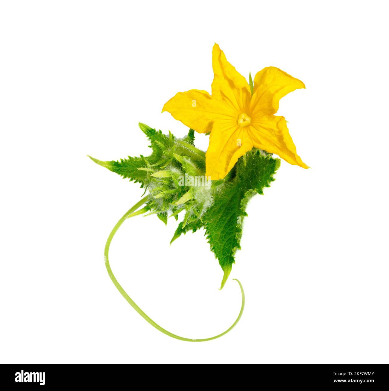 Cucumber flower with leaf isolated on white background. Stock Photo