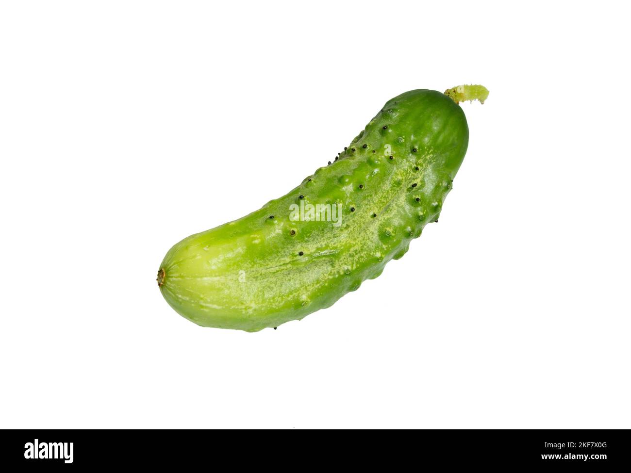 Cucumber. Fresh green cucumber isolated on white background. Natural vegetables organic food. Stock Photo